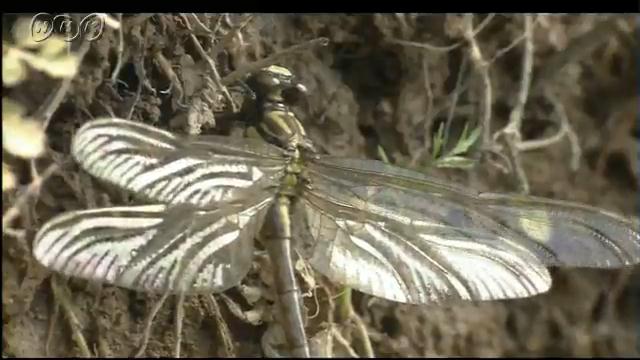トンボのよう虫からせい虫になるまで | NHK for School