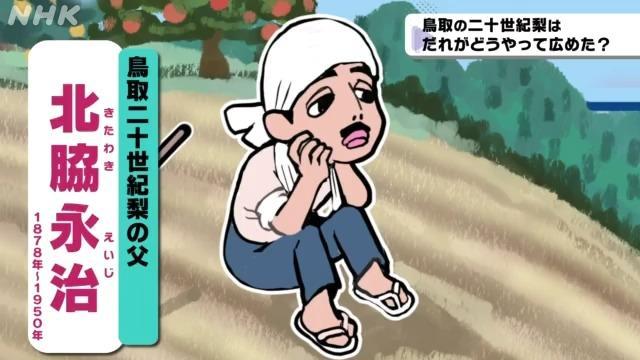 考える鳥取 二十世紀梨の歴史~考えるきっかけ編~ | NHK for School