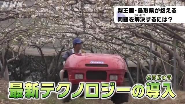 考える鳥取 二十世紀梨の歴史~考えを広げる編~ | NHK for School